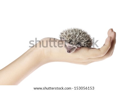african pygmy hedgehog on hand