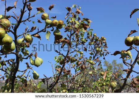Pear hit by fire blight (Erwinia amylovora) Royalty-Free Stock Photo #1530567239