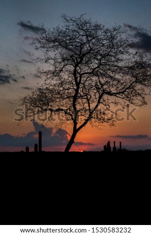 Sunset with tree and cactus silhouette