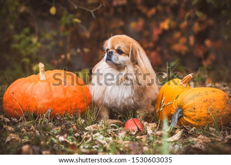 Little golden dog with a pumpkin, pets concept