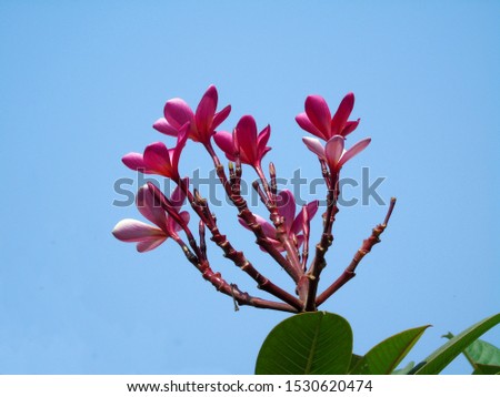 red flower photos with green leaves, ornamental plant photos, natural landscape theme photos.                            