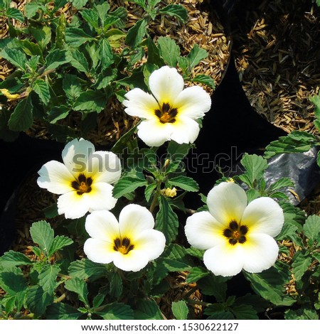white flower photos with green leaves, ornamental plant photos, natural landscape theme photos.