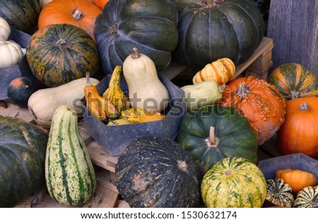 Different kinds of pumpkins stock images. Colorful pumpkins decoration stock images. Pumpkins in the garden. Beautiful autumn decoration with pumpkins