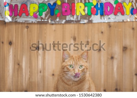 Cat at a birthday party