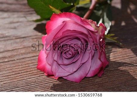 very pretty colorful rose close up