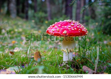 Autumn, time for mushrooms like this fly agaric with its red hood and white dots and the beautiful orange colors in the woods, picture taken in the National park Dwingeloo, the Netherlands