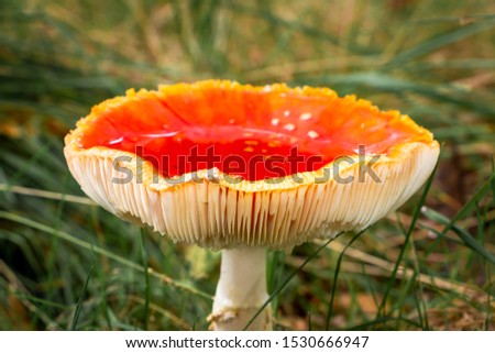 Autumn, time for mushrooms like this fly agaric with its red hood and white dots and the beautiful orange colors in the woods, picture taken in the National park Dwingeloo, the Netherlands