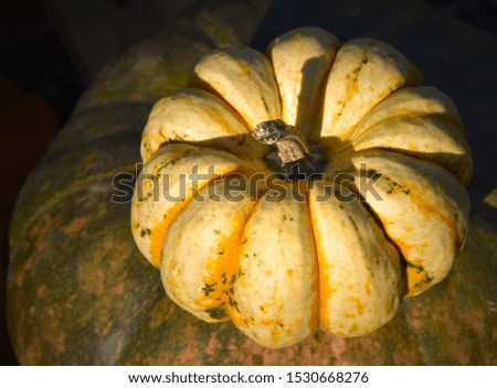 Yellow pumpkin decoration stock images. Pumpkins in the garden. Beautiful autumn decoration with pumpkins. Halloween pumpkin decoration in the garden. Halloween rural decoration images