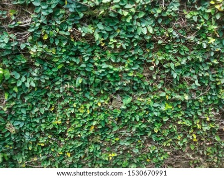 this is a picture of plants climbing on a wall.