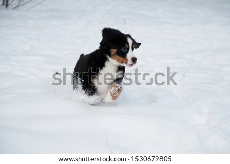 Cute Bernese Mountain Dog puppy runs in the snow, Berner Sennenhund puppy in the snow