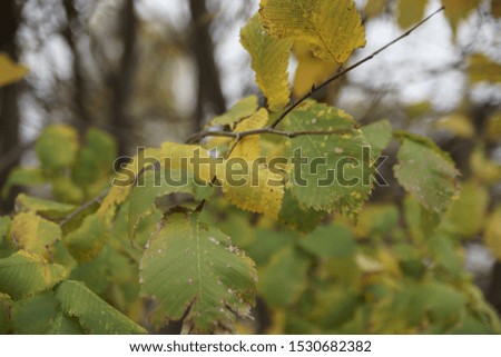 autumn colors background from bright colored leaves