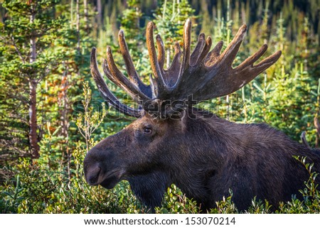 Bull Moose in the Morning