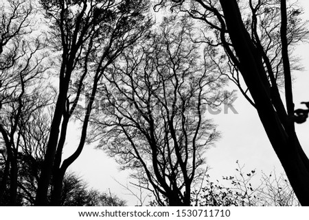 Picture of a black and white scene in a ghost forest in Germany