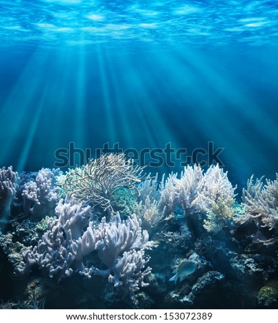 Tranquil underwater scene with copy space 