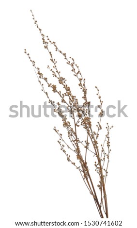 Dry autumn grass flowers isolated on white background with clipping path