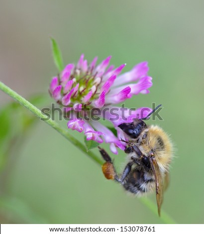 Bee gathering pollen from a pink flower