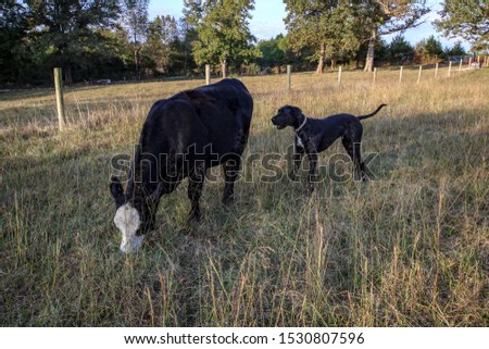 Landscape with a Black Great Dane and a Black Angus Cow contentedly in a field together