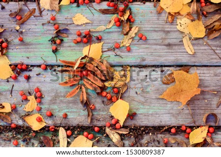 Autumn colorful red, orange, yellow leaves and rowan berries are on rustic old wooden background. Autumn mood, fall, trendy and stylish concept.
