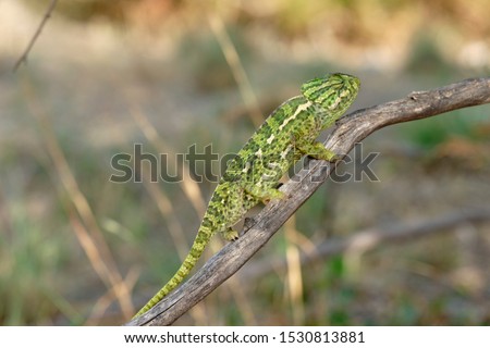 Portrait of a Chamaleon (Chamaeleo chamaeleon). Natural enviroment. Fantastic datails, skin, head, tail, legs, eyes.
