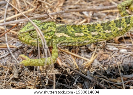 Portrait of a Chamaleon (Chamaeleo chamaeleon). Natural enviroment. Fantastic datails, skin, head, tail, legs, eyes.
