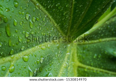 Closeup shot of a wet leaf after the rain. Nature, rain, leaf, green related picture.