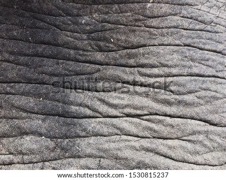 Elephat skin, background of elephant skin