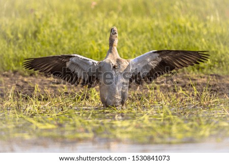 Egyptian goose (Alopochen aegyptiaca) spreading wings and about to fly off from shallow pond. This bird is a problematic invasive specie in much of Europe.