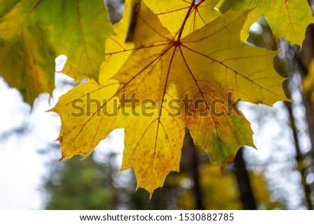 Autumn background. Yellow with green maple leaves in tree. Autumn in forest. 