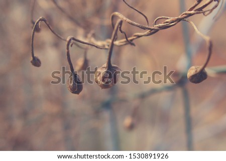 beautiful strange twisted shape of a climbing plant growing on a fence in close-up