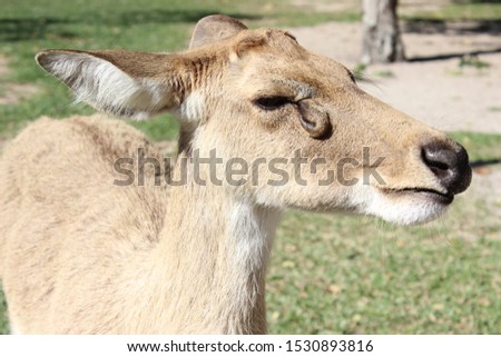 close-up female Eld's deer (Rucervus eldii thamin) 