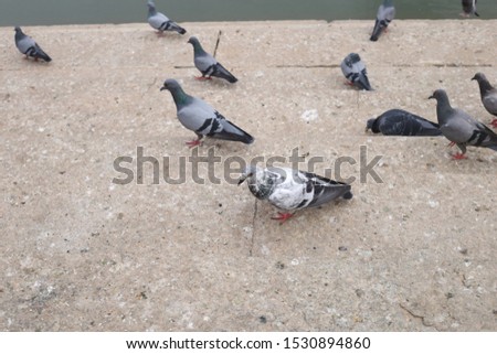 Beautiful pigeons eating bread in the street, weekend places to spend time, Symbol of piece