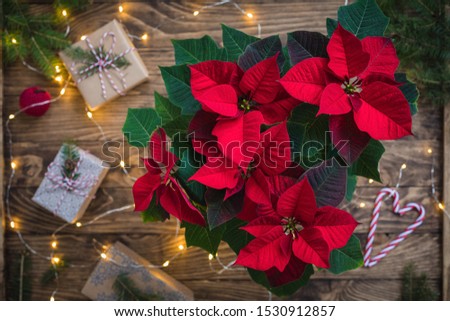 Christmas Red Poinsettia over presents, toys and candies in wooden vintage background with sparkling garland, toned, top view Royalty-Free Stock Photo #1530912857
