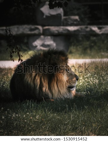 Tawny Lion laying in the shade