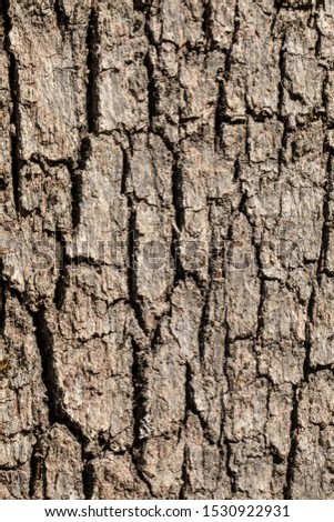 natural tree trunks for background