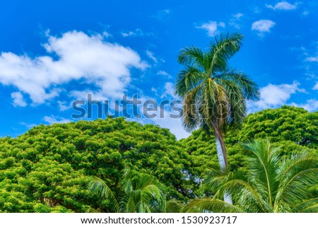 Palm tree with tropical trees in Hawaii