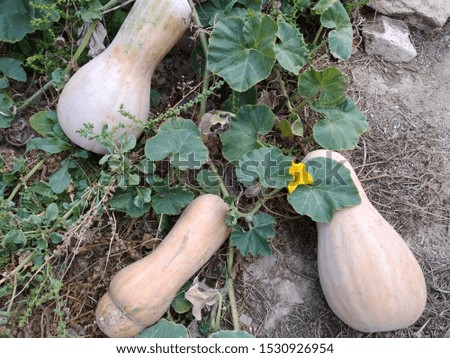 Pumpkin growing in the vegetable garden
