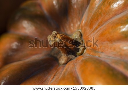 Big orange pumpkin close up