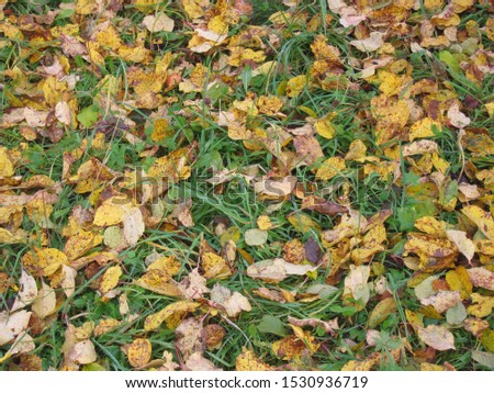 Yellow foliage of apple tree on green grass - autumn background