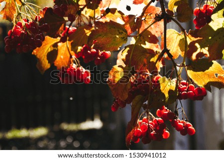 red leaves sorbus aucuparia autumn fall rowan berry 