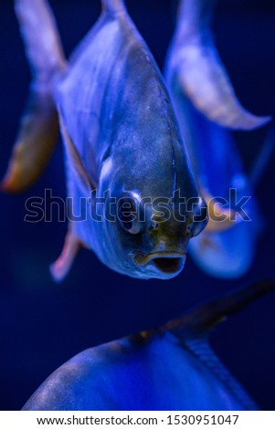 Nice big ocean fish in saltwater aquarium wild life