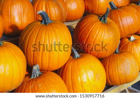 orange pumpkins countryside market halloween organic agriculture