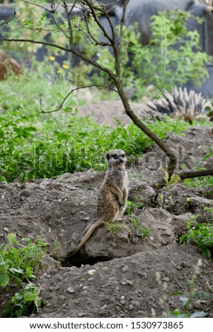 Meerkat in zoo on lookout