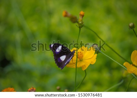 The Eggfly butterfly sitting on the flower plant in its natural habitat.