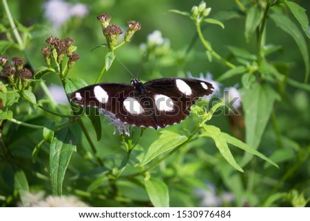 The Eggfly butterfly sitting on the flower plant in its natural habitat.