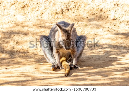 wallaby in zoo relaxing on sand under the sun