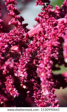 Macro picture of reddish-purple flowers that look like fingers.