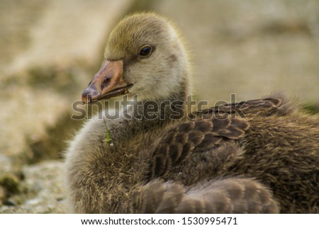 A closeup picture of a young duckling