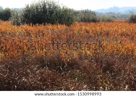Dry grass in the meadow in late autumn. 