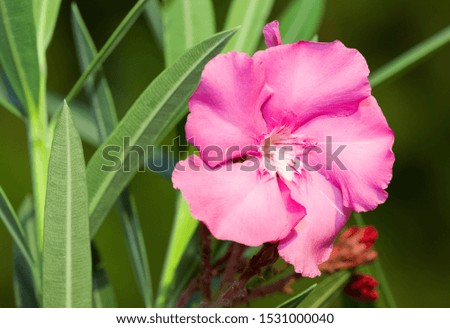 pink oleander flower macro photos