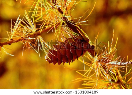 little larch cone in autumn